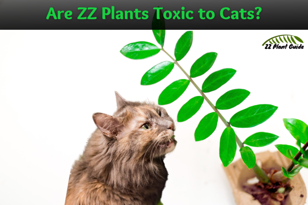 are-zz-plants-toxic-to-cats-what-if-my-cat-eats-it