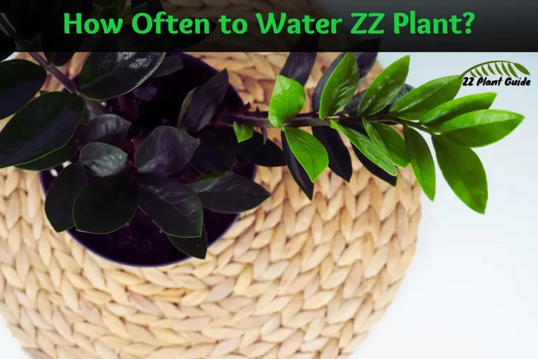 How Often to Water ZZ Plant