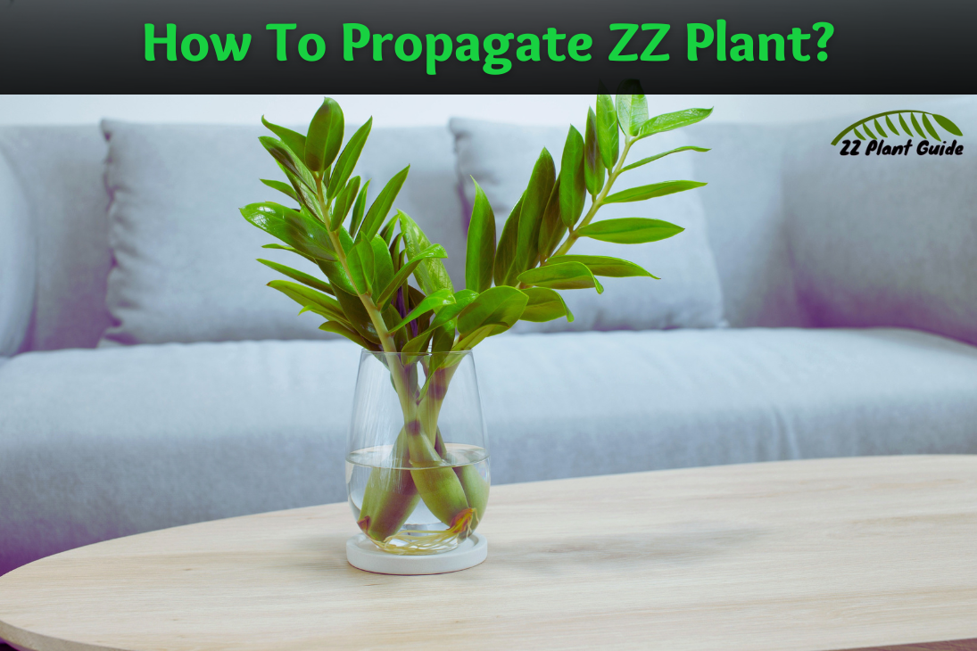 How To Propagate ZZ Plant