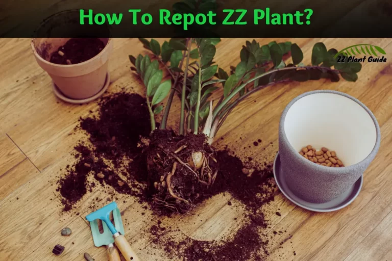 How To Repot ZZ Plant