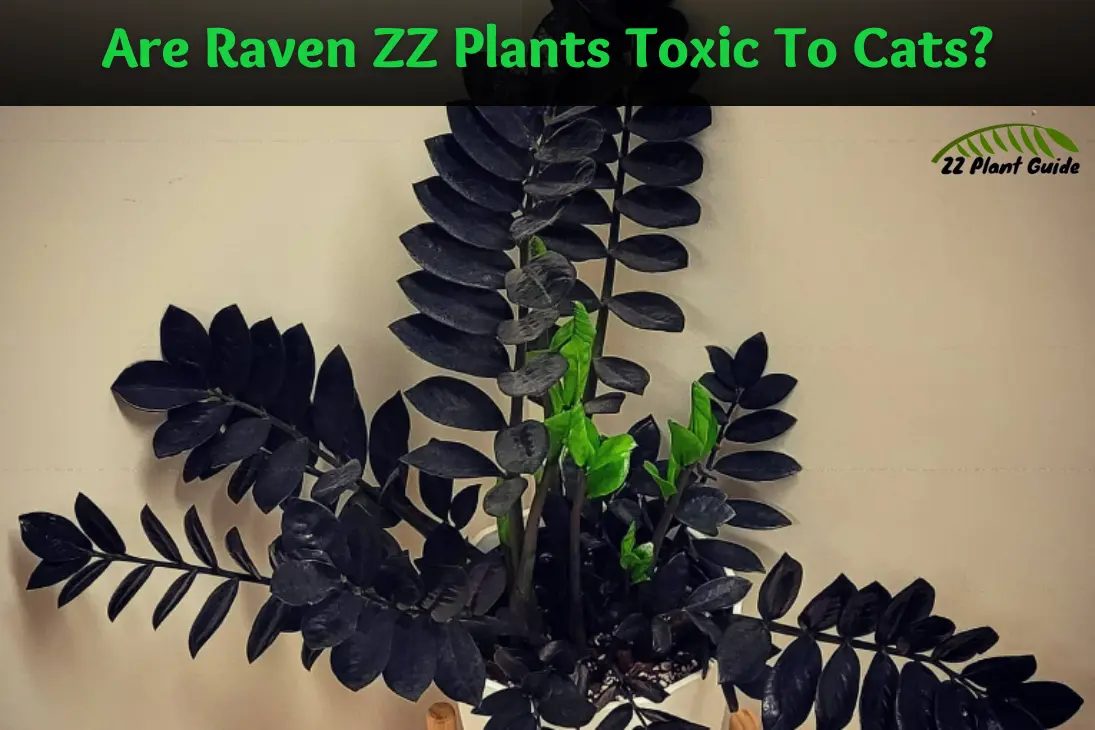 Are Raven ZZ Plants Toxic To Cats