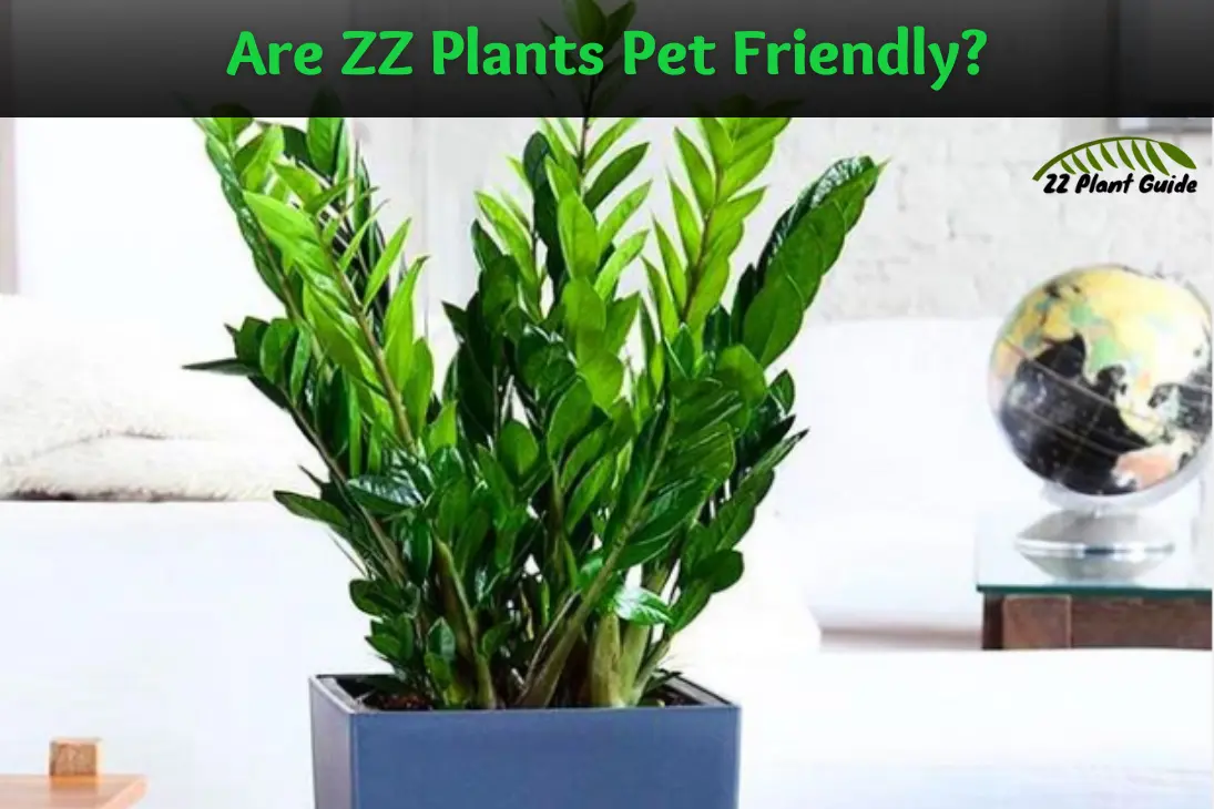 Are ZZ Plants Pet Friendly