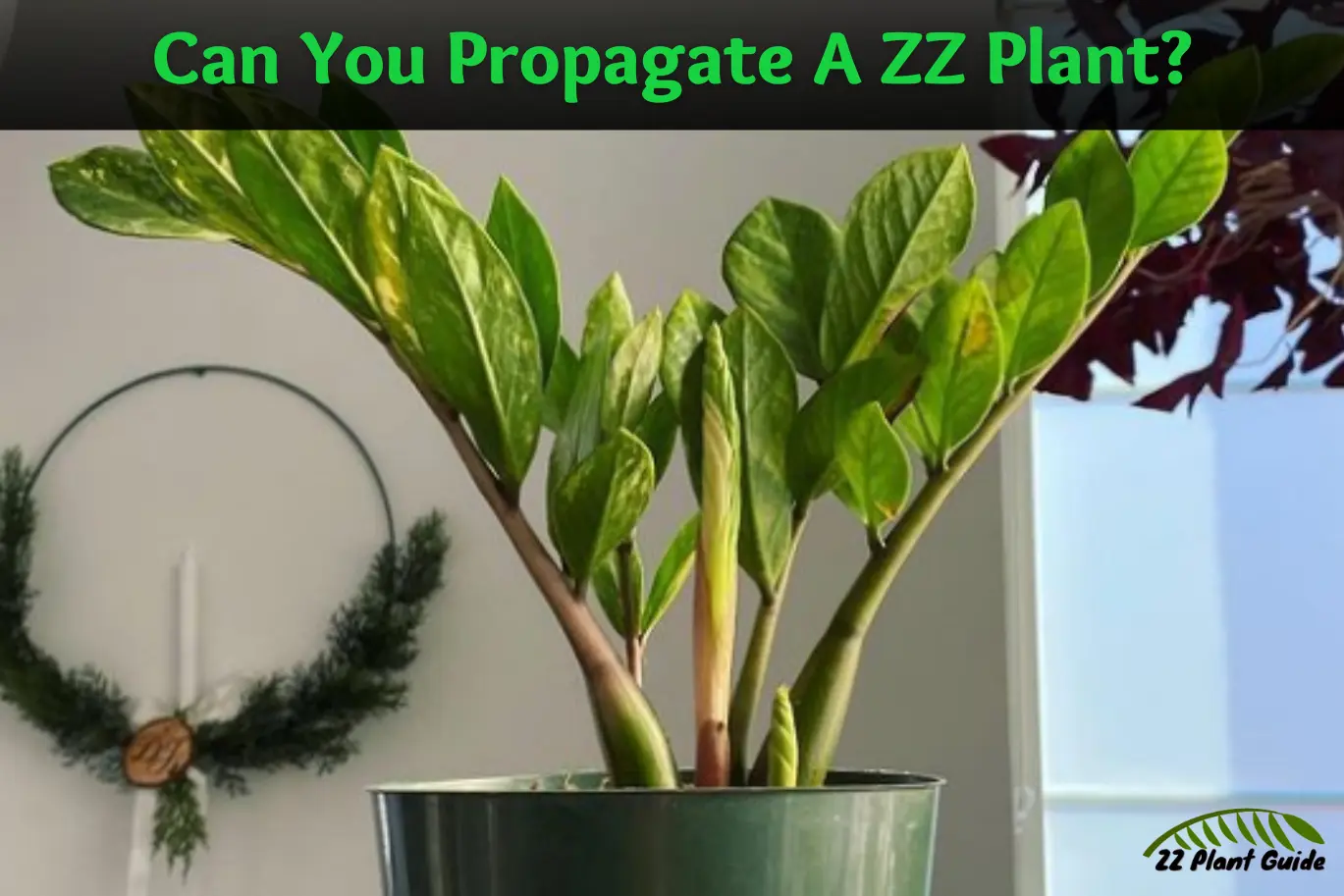 Can You Propagate A ZZ Plant
