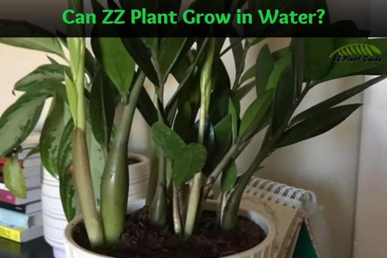 Can ZZ Plant Grow in Water