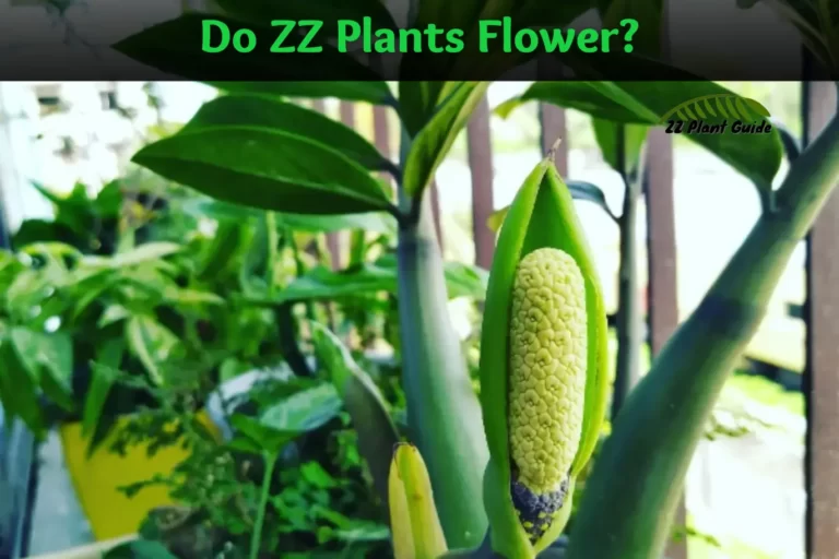 Do ZZ Plants Flower