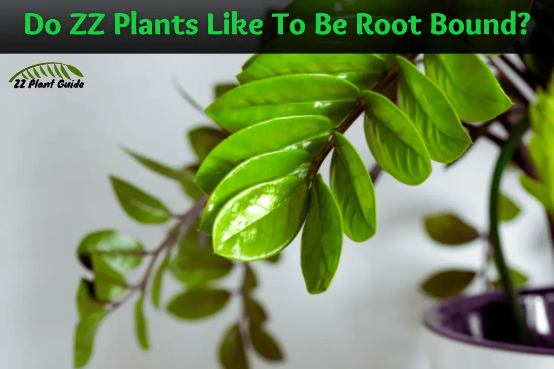 Do ZZ Plants Like To Be Root Bound