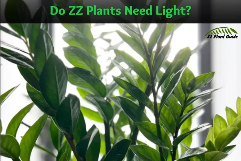 Do ZZ Plants Need Light