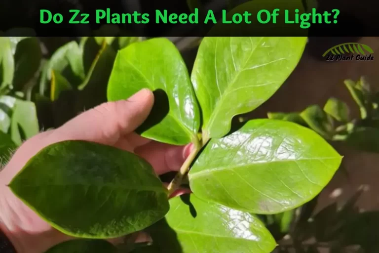 Do Zz Plants Need A Lot Of Light