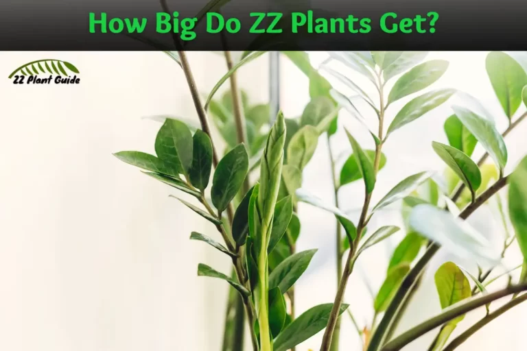 How Big Do ZZ Plants Get