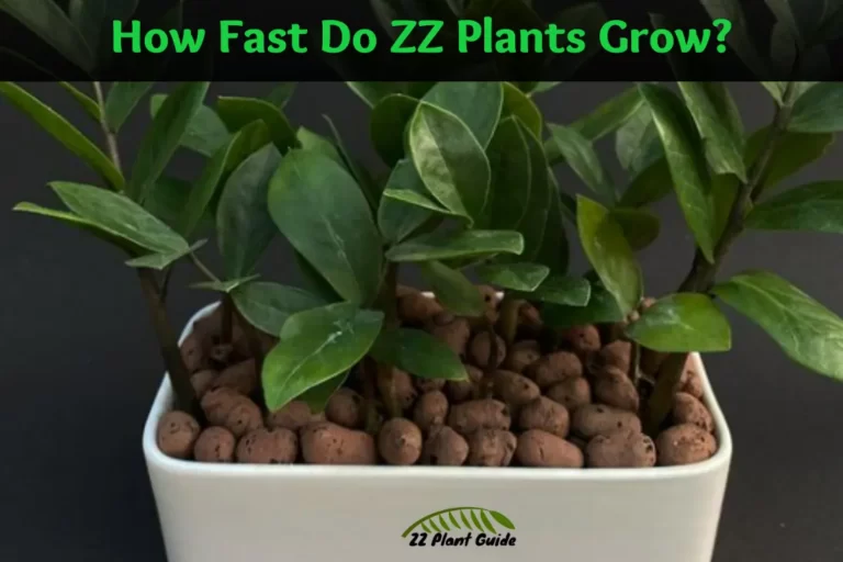 How Fast Do ZZ Plants Grow