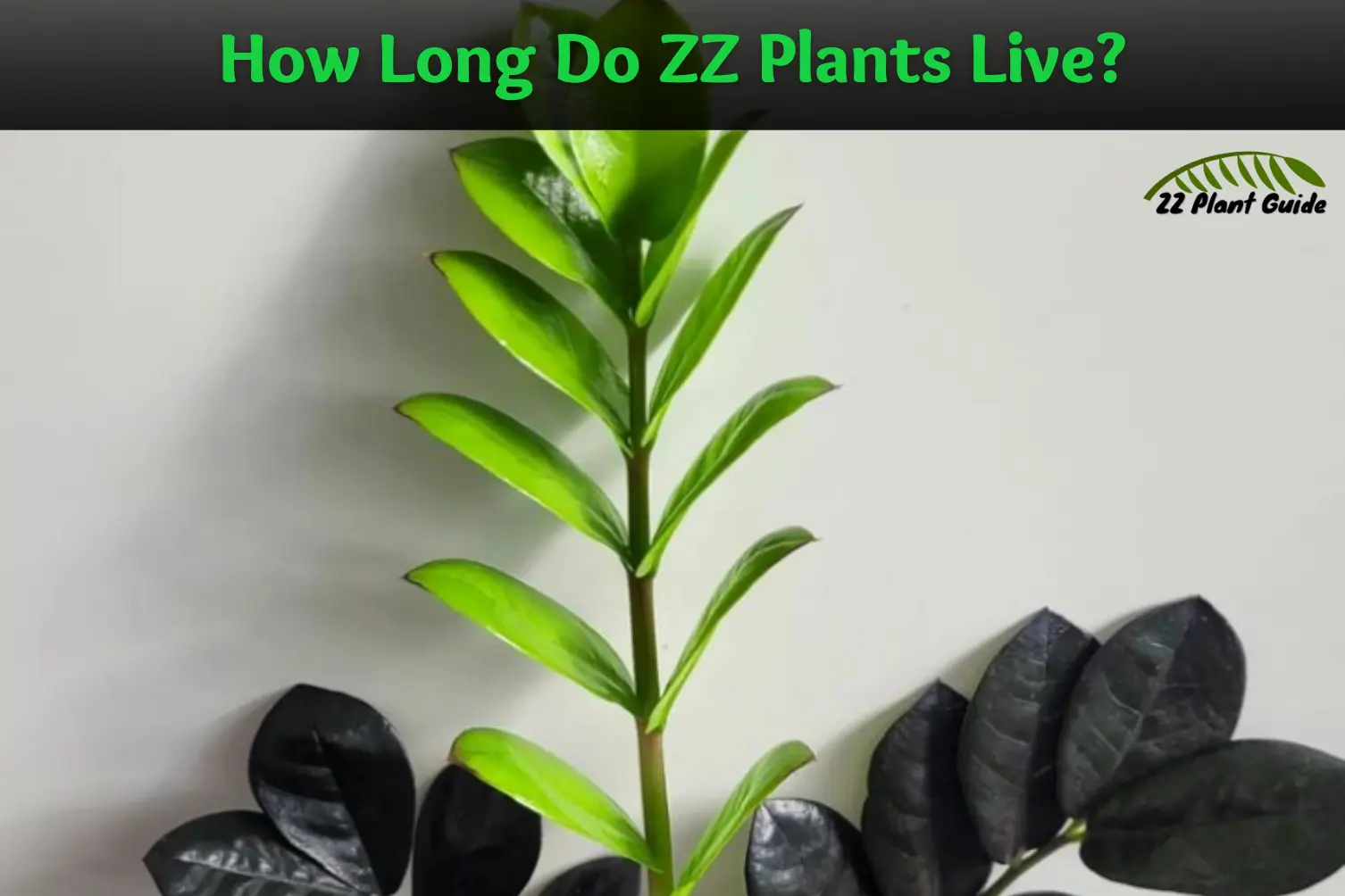How Long Do ZZ Plants Live