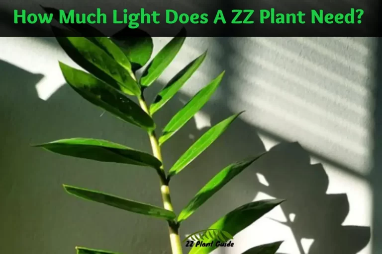 How Much Light Does A ZZ Plant Need
