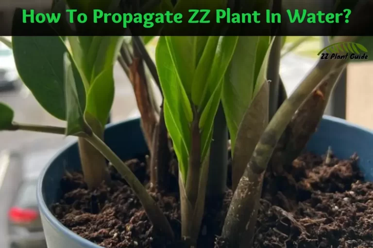 How To Propagate ZZ Plant In Water