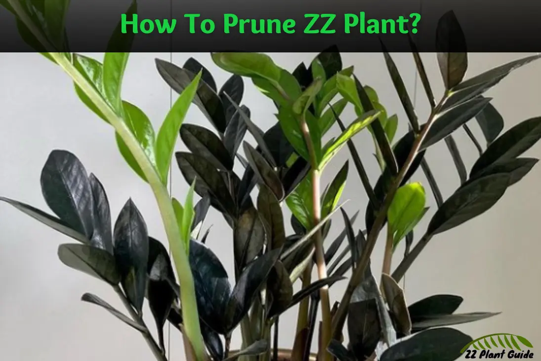 How To Prune ZZ Plant