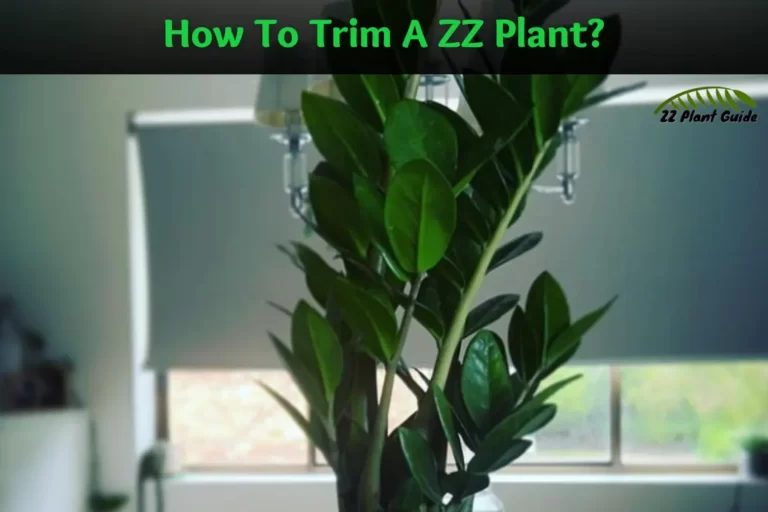 How To Trim A ZZ Plant