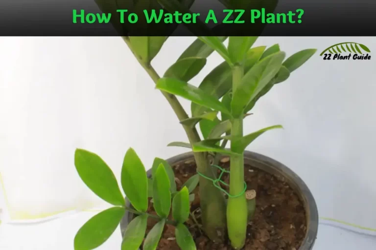 How To Water A ZZ Plant