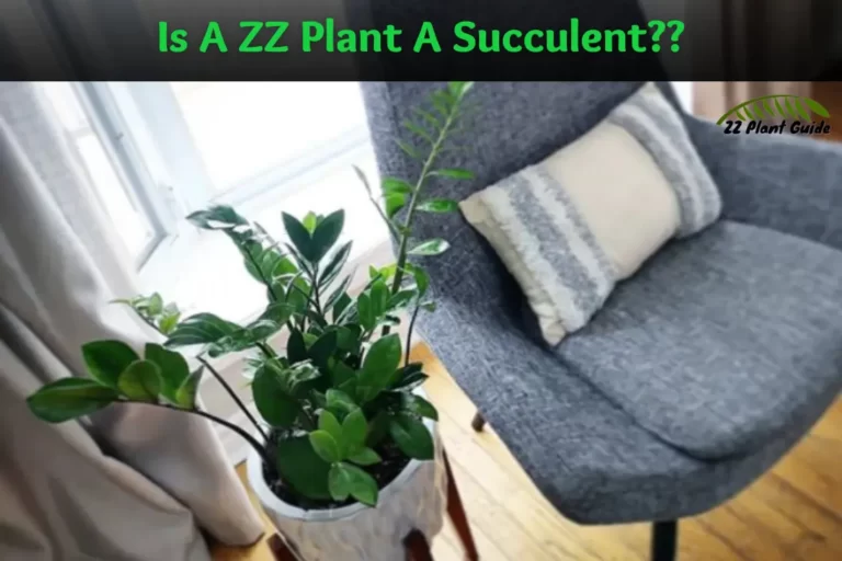 Is A ZZ Plant A Succulent