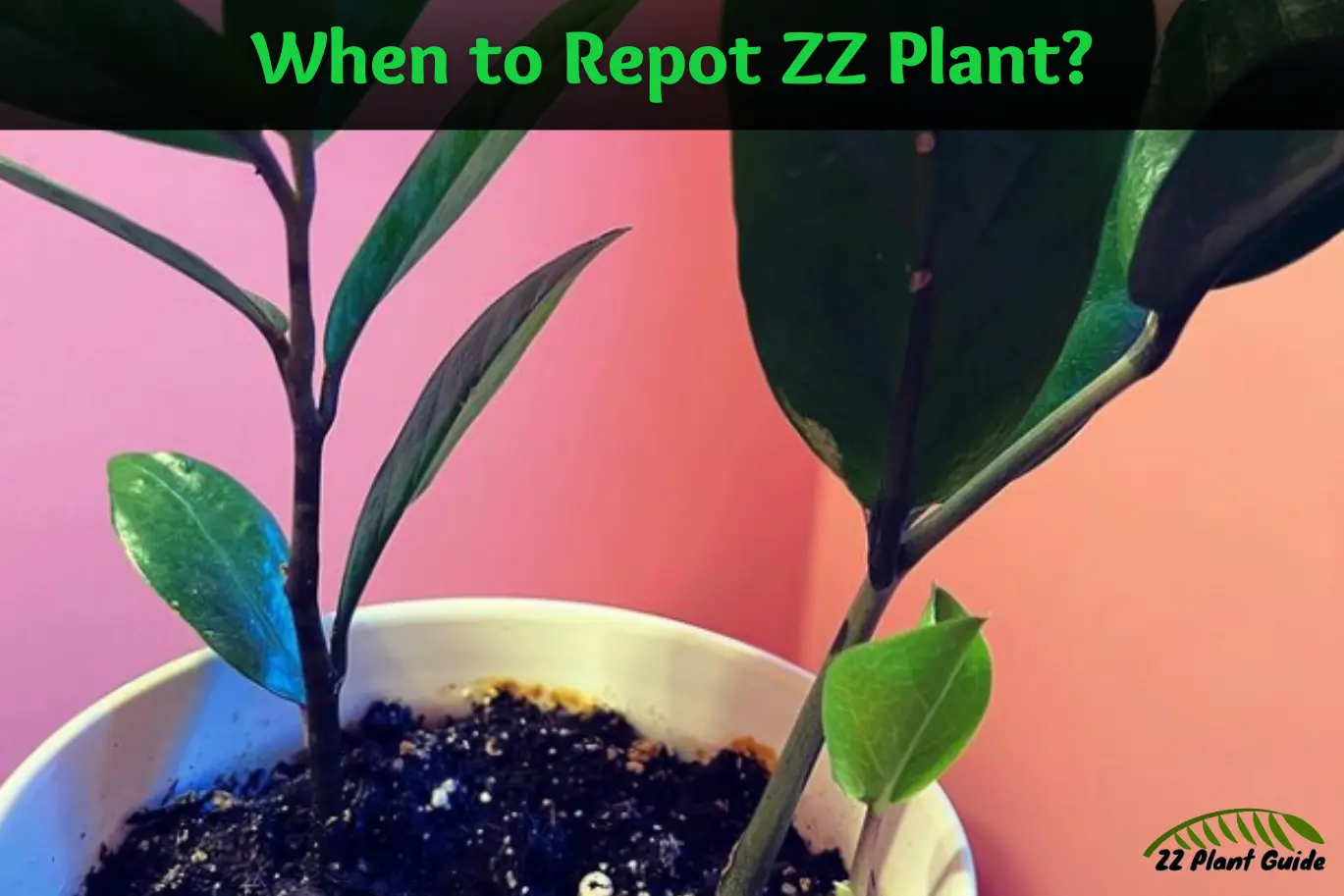 The best time to repot a ZZ plant is during the spring or early summer, when it's actively growing and can really thrive in its new pot.