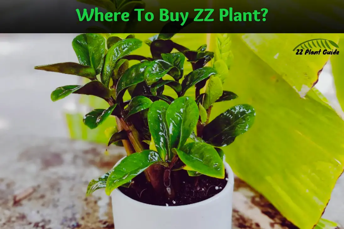 Where To Buy ZZ Plant