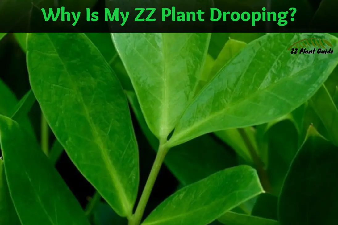 Why Is My ZZ Plant Drooping