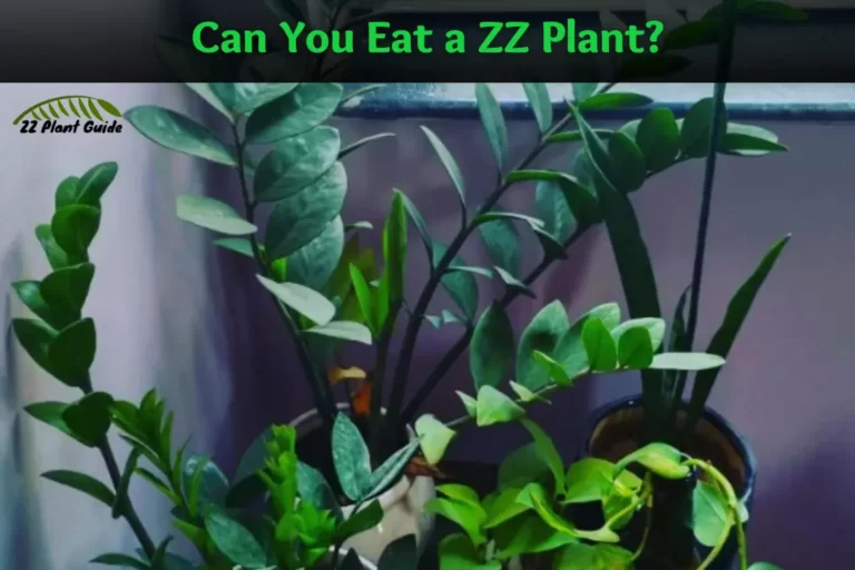 Can You Eat ZZ Plant