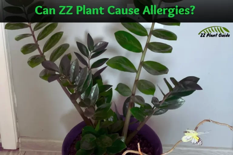 Can ZZ Plant Cause Allergies