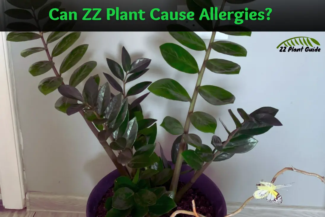 Can ZZ Plant Cause Allergies