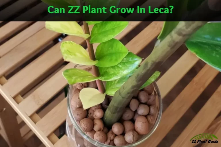 Can ZZ Plant Grow In Leca