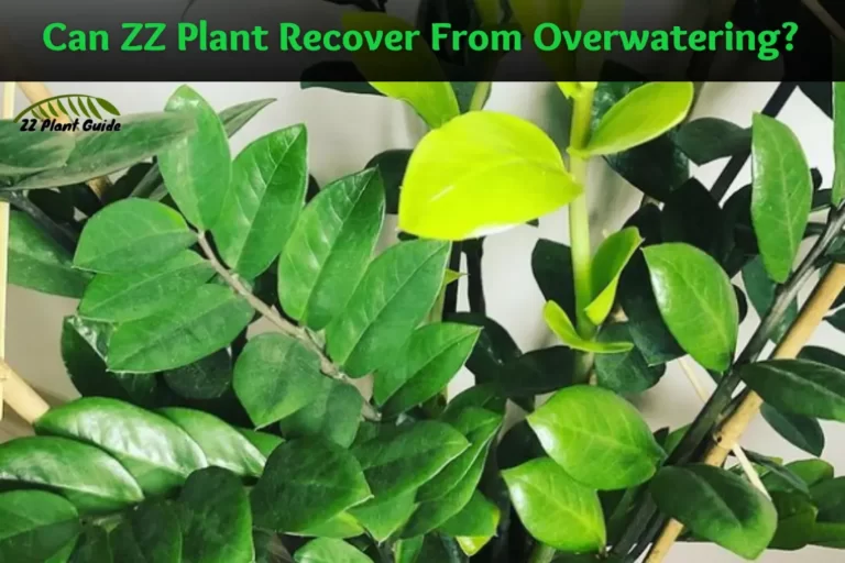 Can ZZ Plant Recover From Overwatering