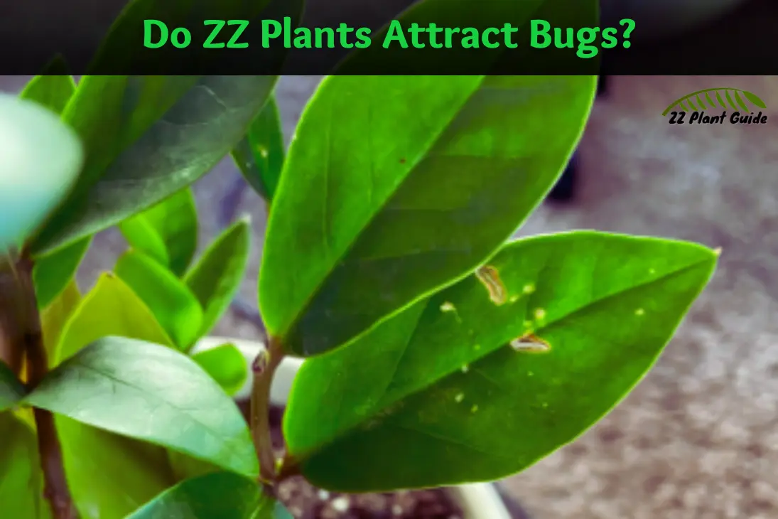 Do ZZ Plants Attract Bugs