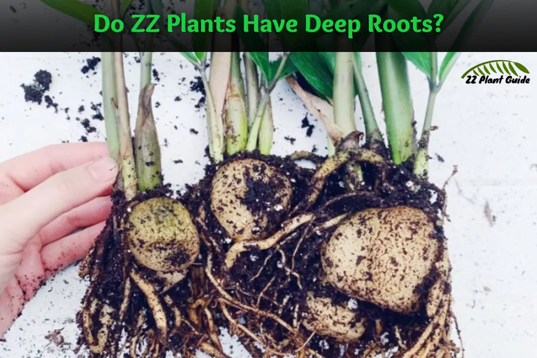 Do ZZ Plants Have Deep Roots