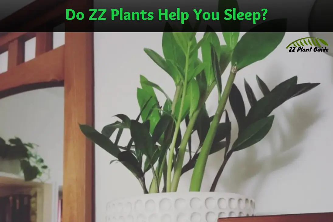 Do ZZ Plants Help You Sleep