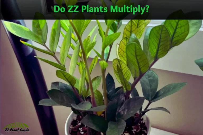 Do ZZ Plants Multiply