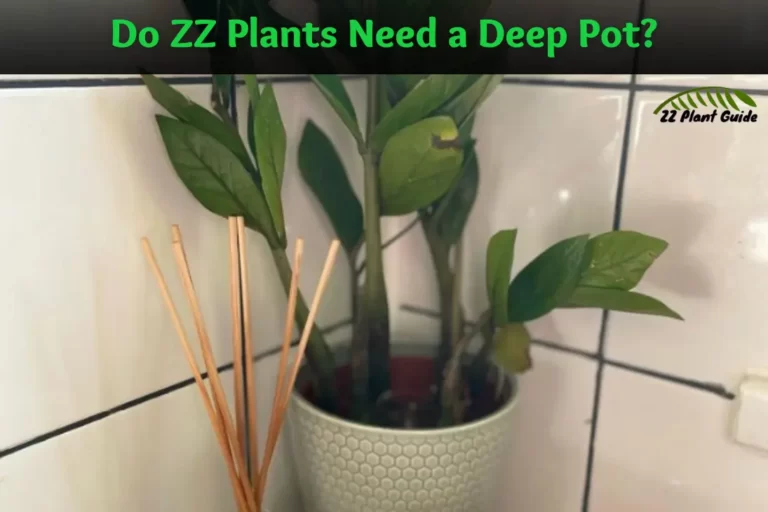Do ZZ Plants Need a Deep Pot