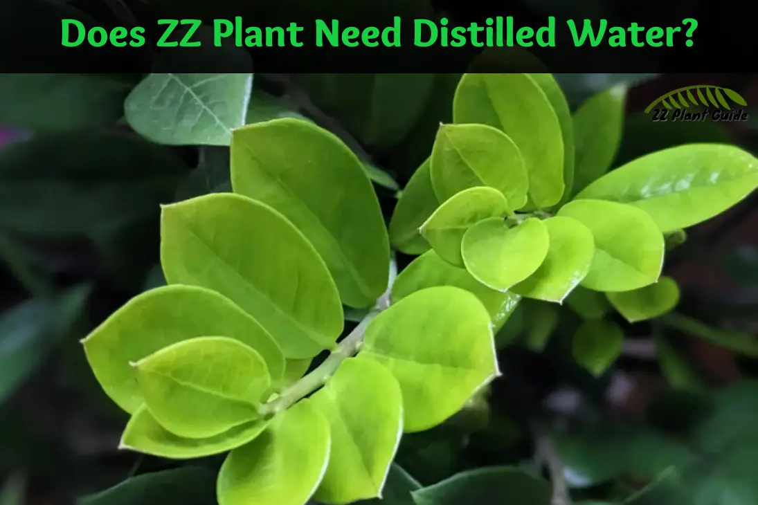 Does ZZ Plant Need Distilled Water