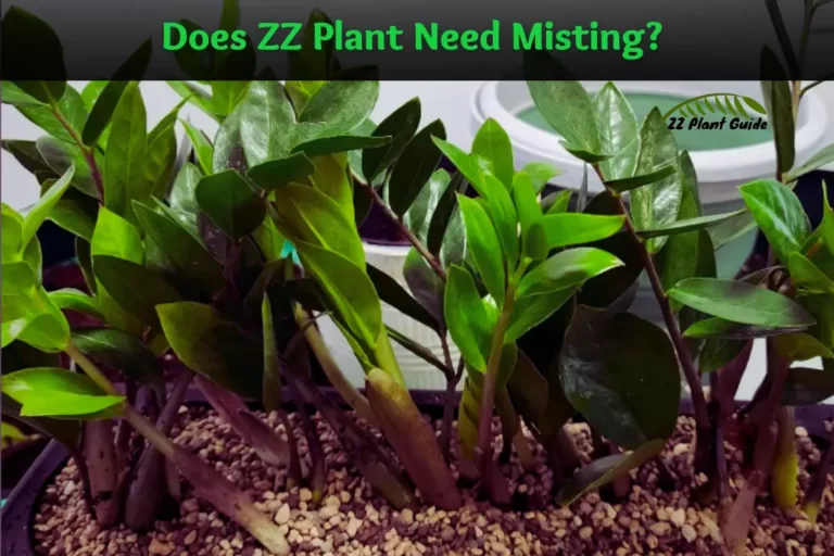 Does ZZ Plant Need Misting