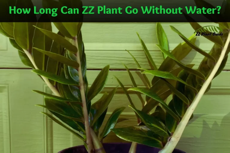 How Long Can ZZ Plant Go Without Water