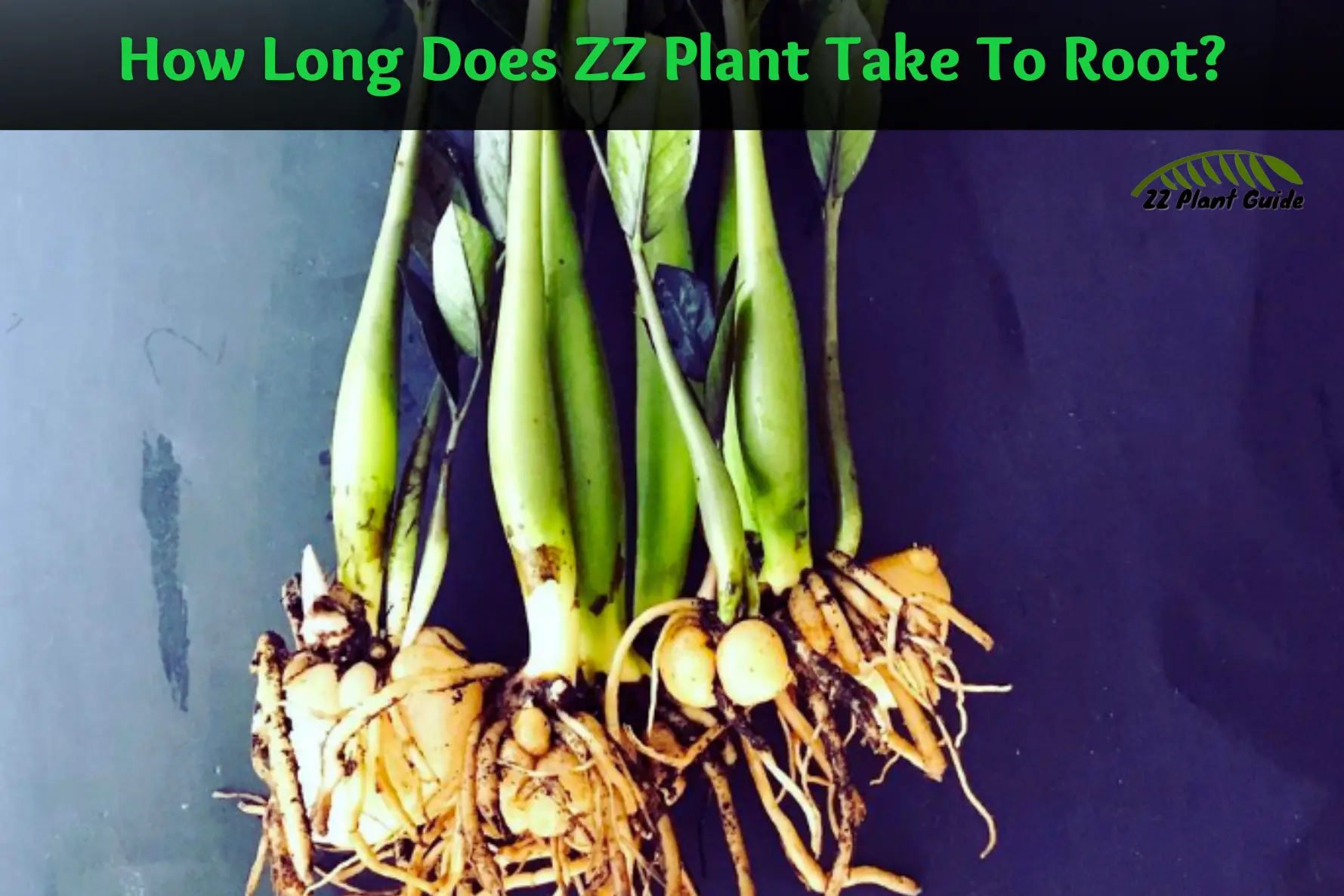 How Long Does ZZ Plant Take To Root