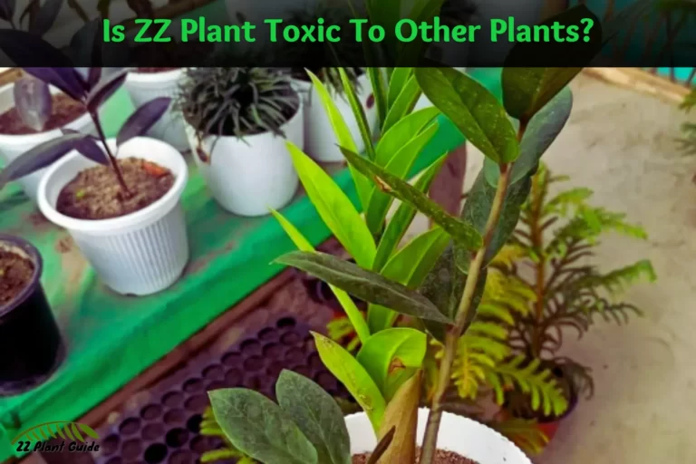 Is ZZ Plant Toxic To Other Plants