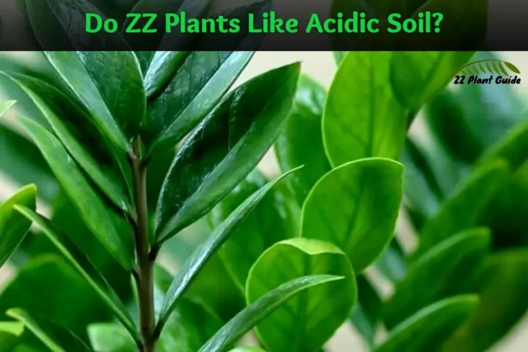 do zz plants like acidic soil