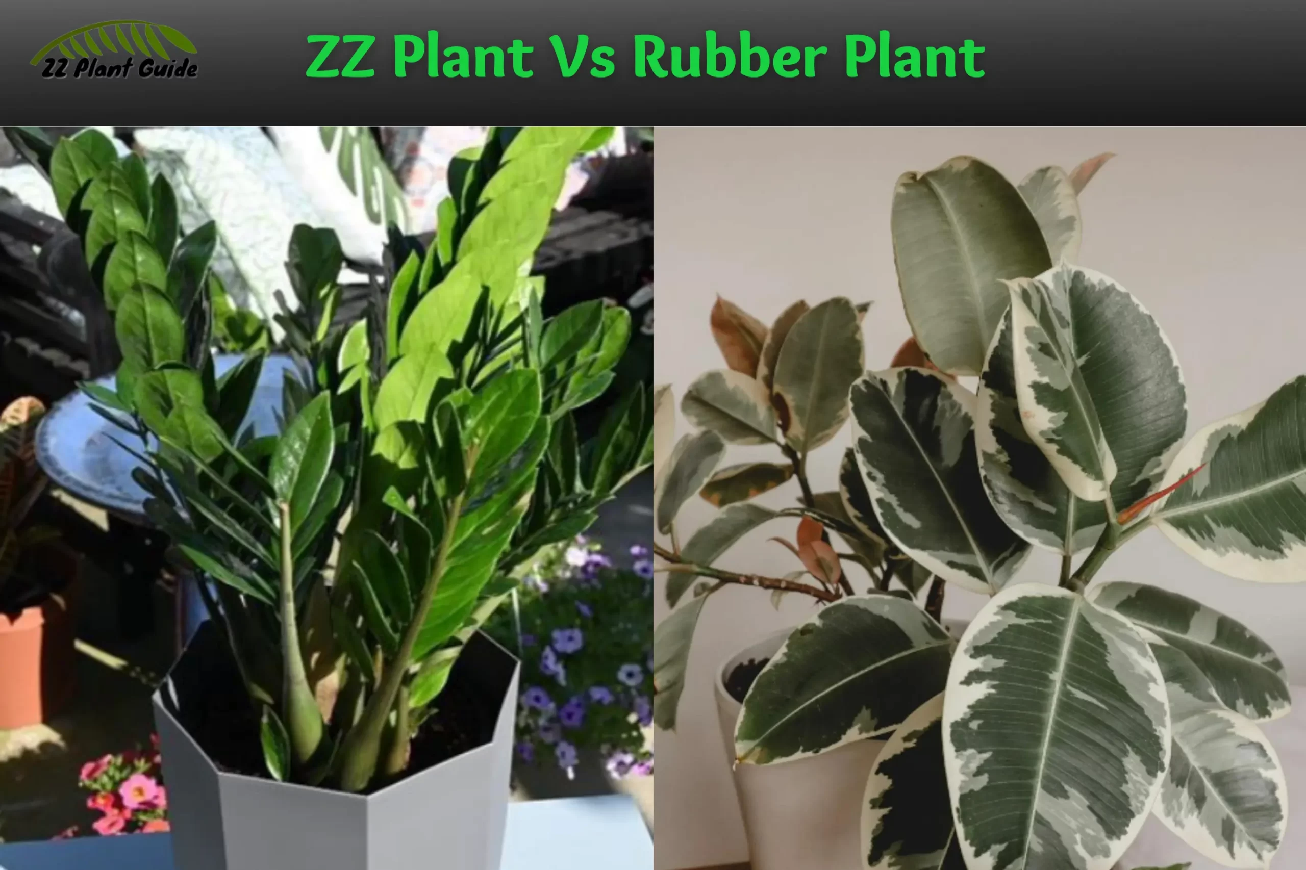 ZZ Plant Vs Rubber Plant