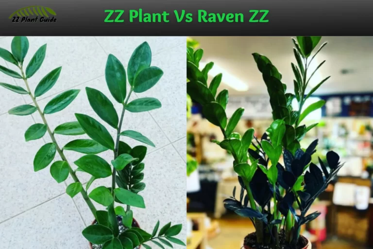 ZZ Plant Vs Raven ZZ