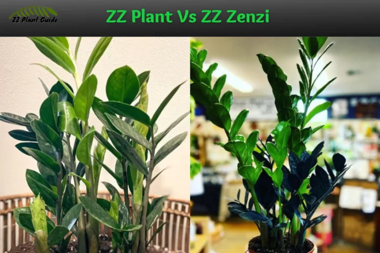 ZZ Plant Vs ZZ Zenzi