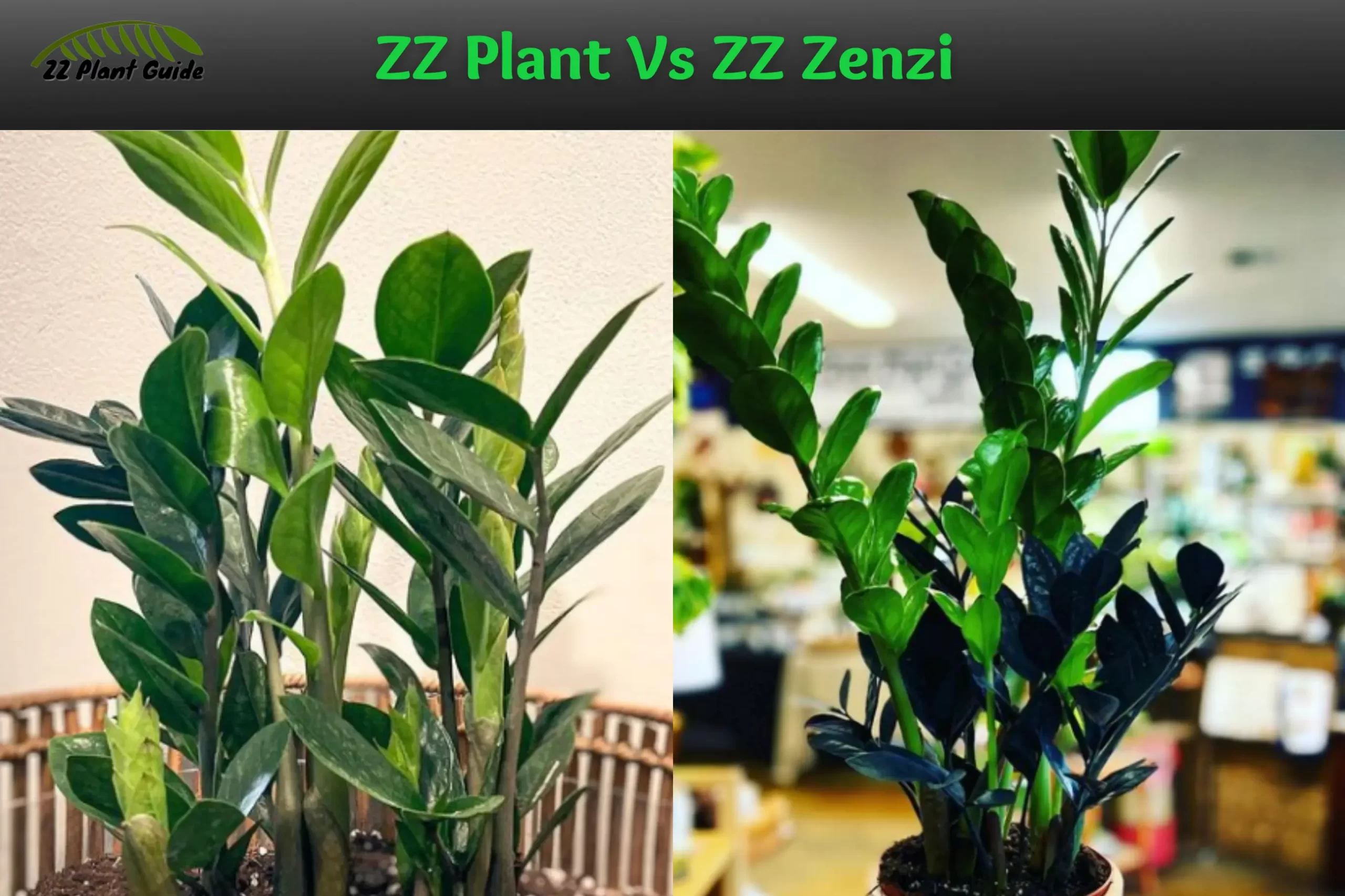 ZZ Plant Vs ZZ Zenzi