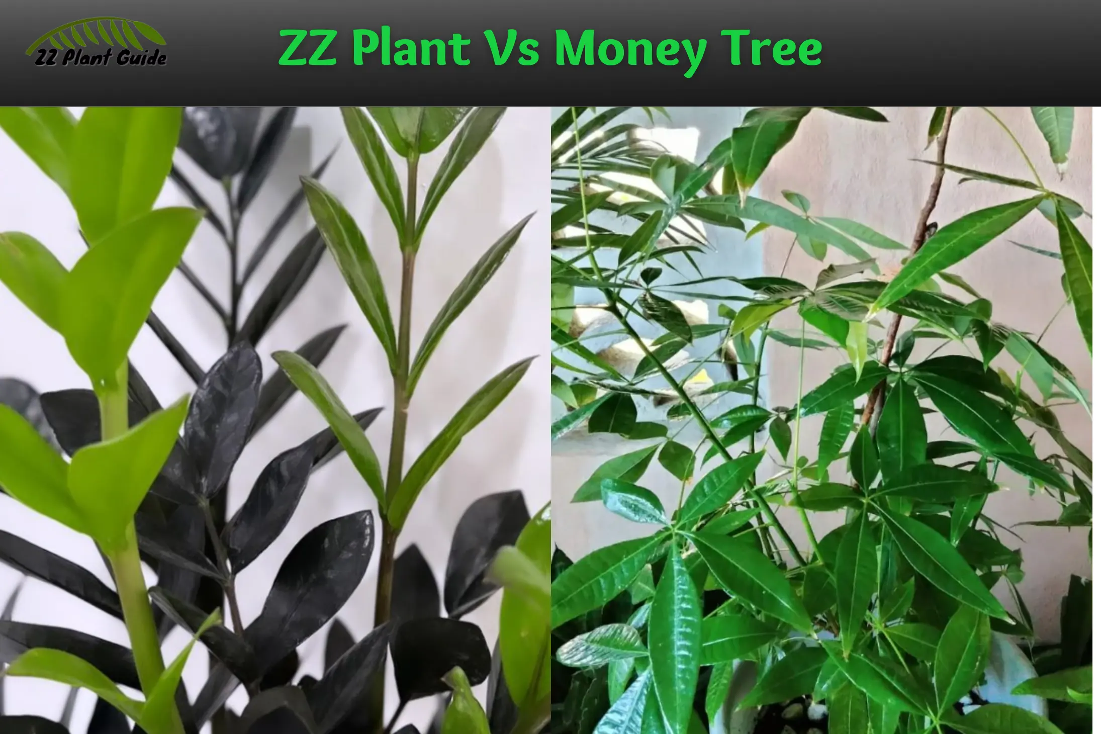 ZZ Plant Vs Money Tree | Plantastic Face-Off!
