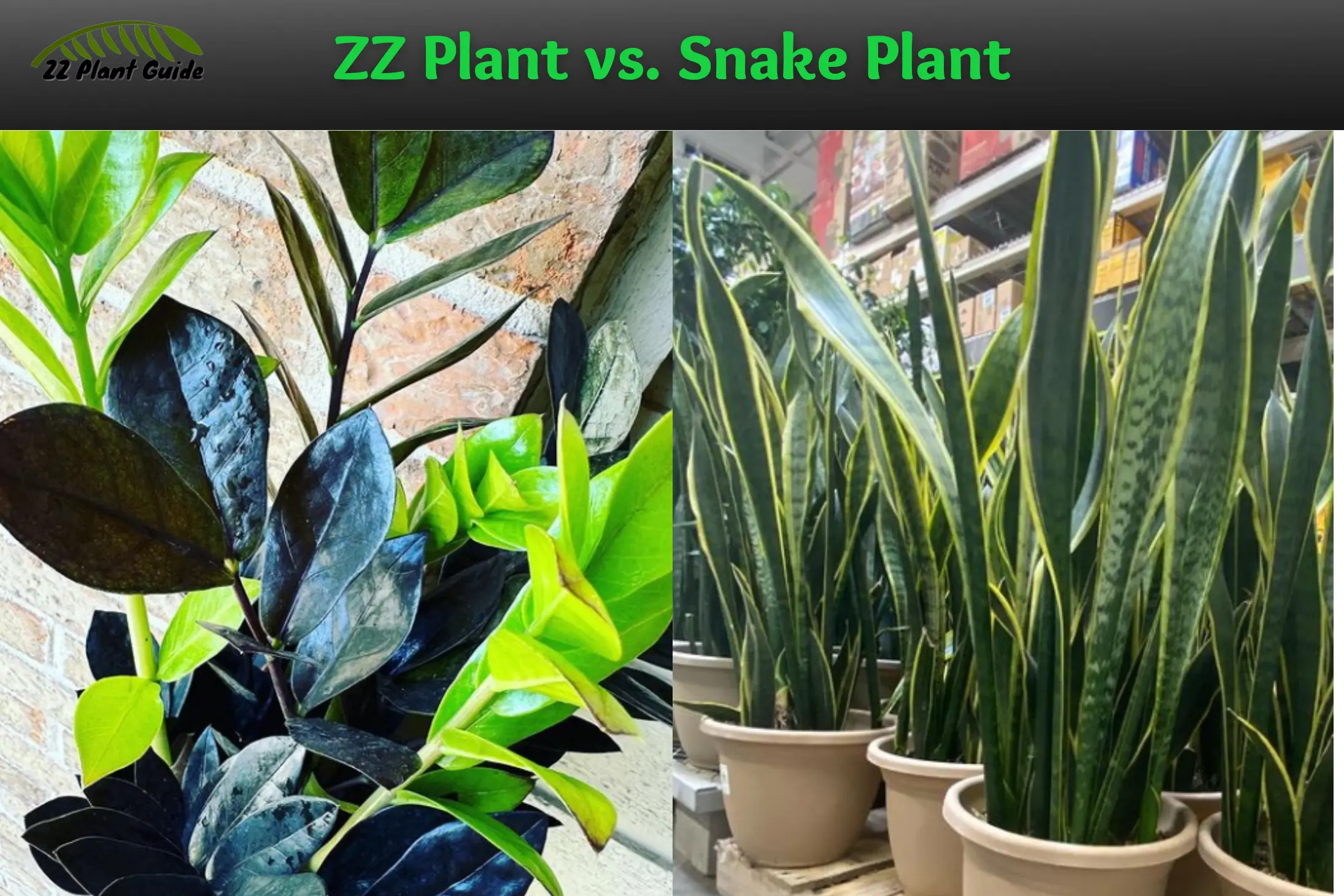 ZZ Plant vs Snake Plant