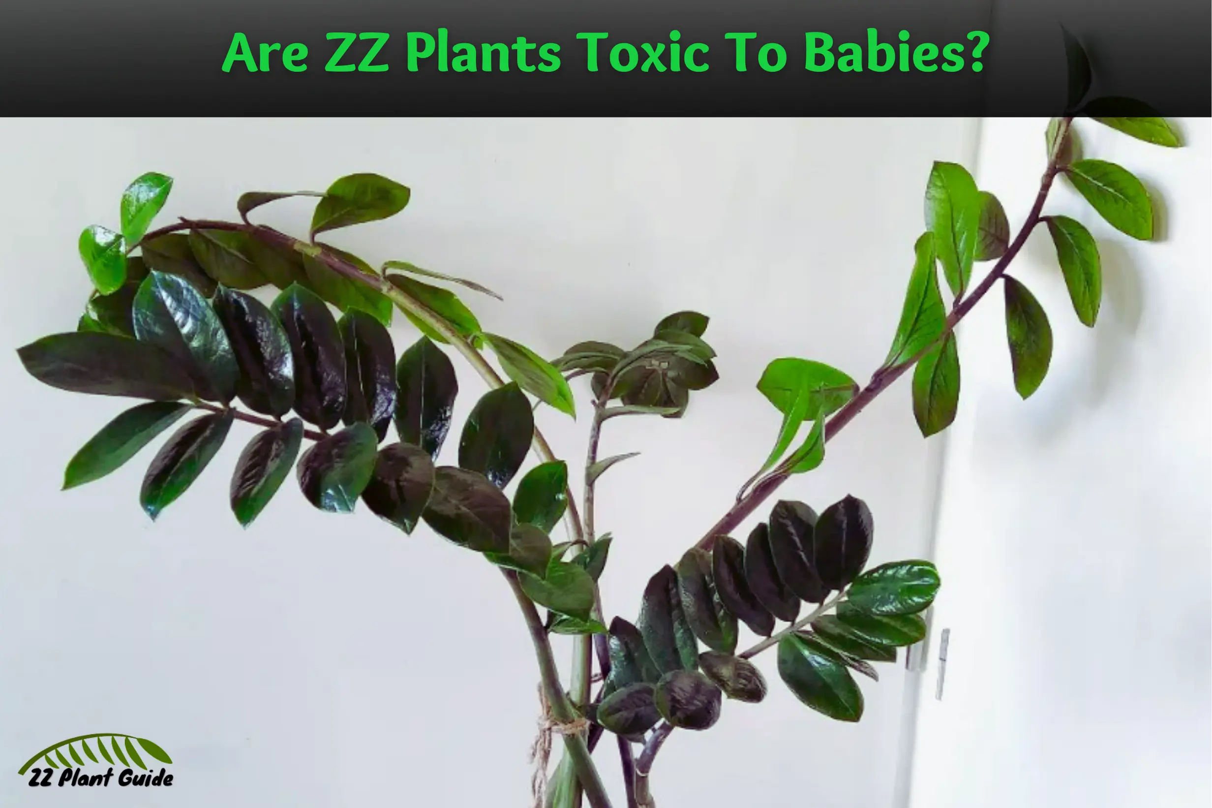 Are ZZ Plants Toxic To Babies