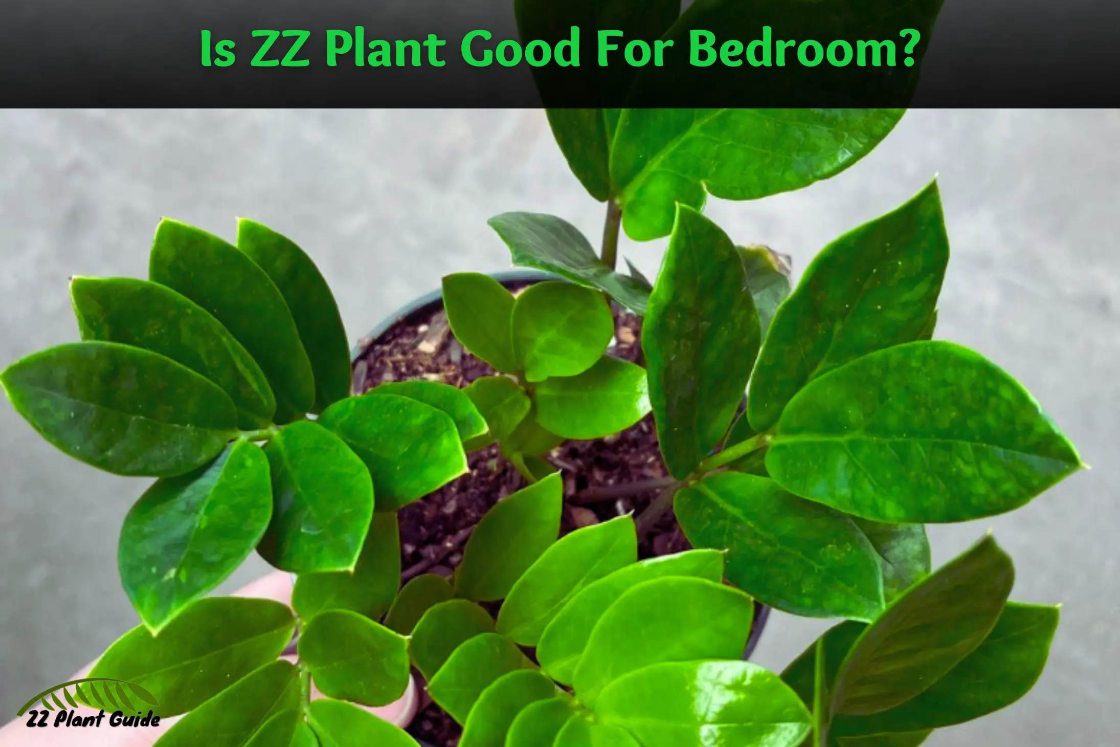 Is ZZ Plant Good For Bedroom