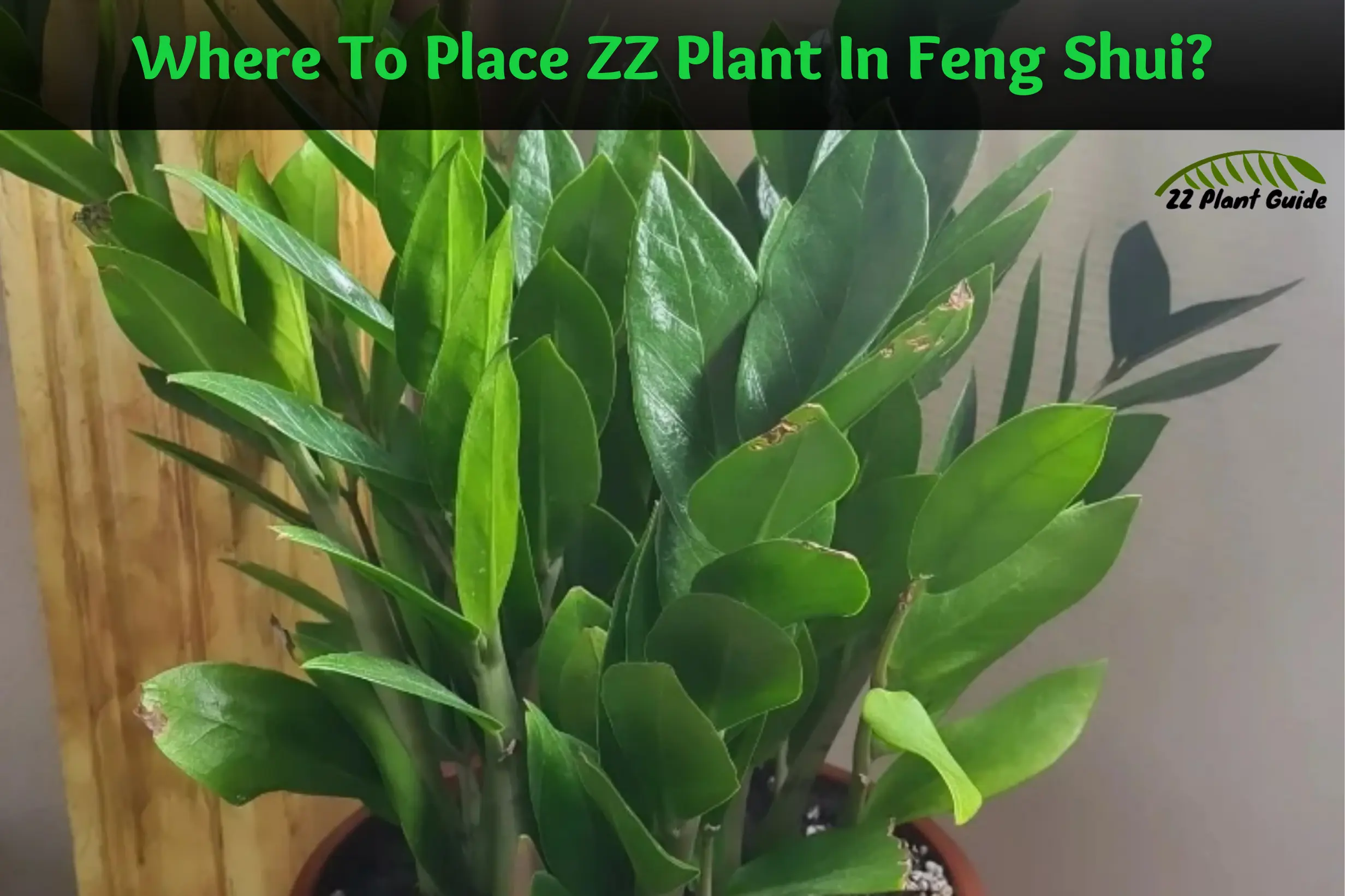 Where To Place ZZ Plant In Feng Shui A Guide