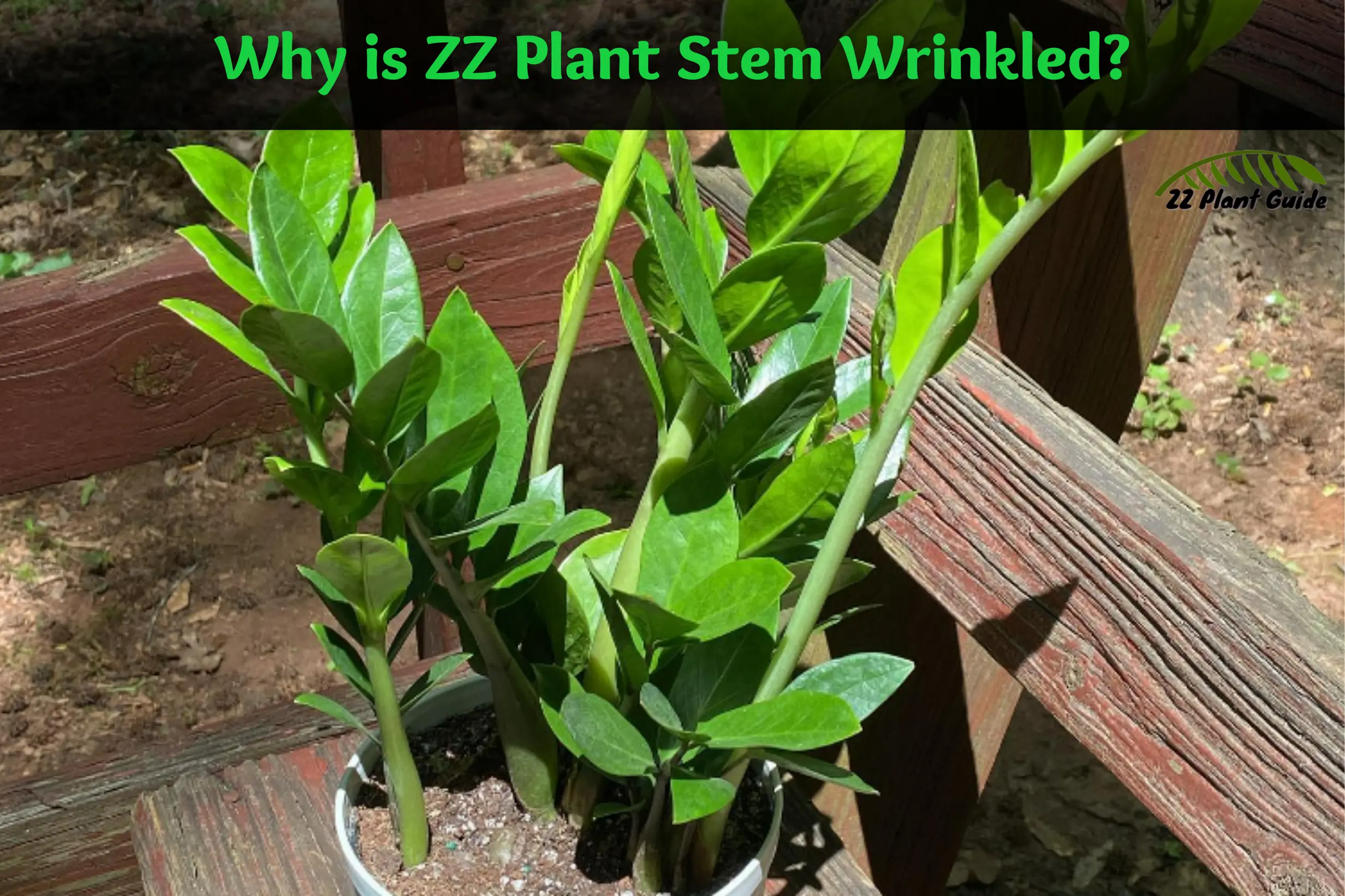 Why is ZZ Plant Stem Wrinkled
